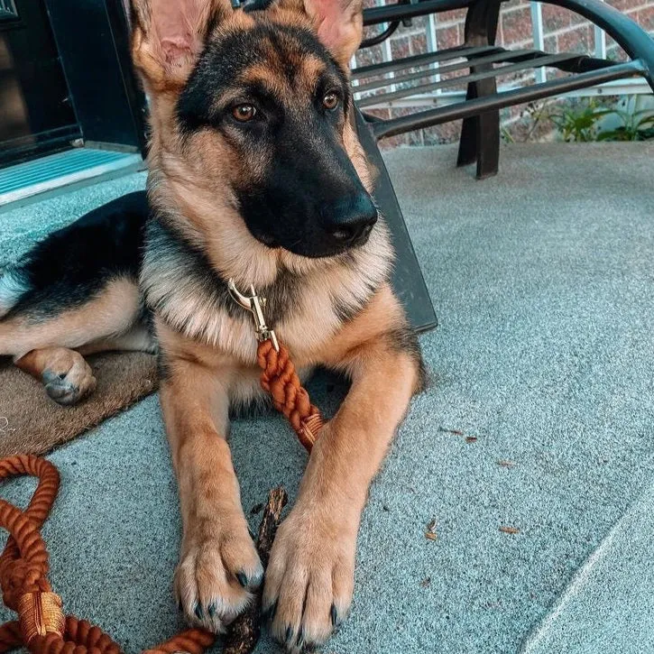 Calvados Rope Leash